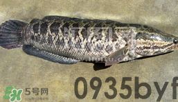 2024-2030年中国脚气药行业市场发展趋势与前景展望战略分析报告docx