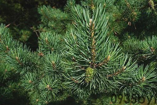 奇异的一味药除百病的神药——松针