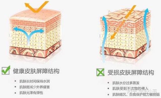 脚部皮肤修复屏障