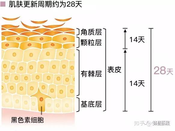 脚部表皮代谢过快