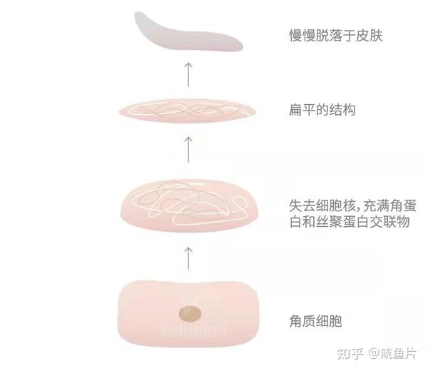 脚部角质层代谢障碍