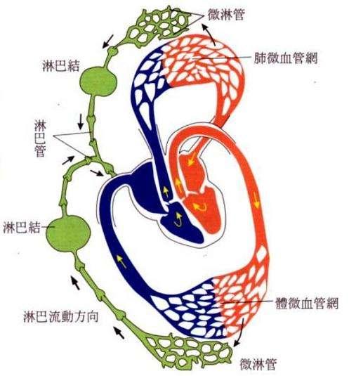 脚部水疱淋巴循环受阻