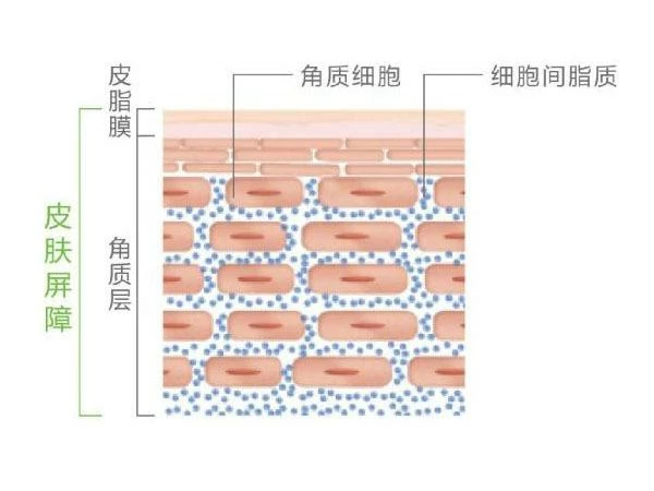 脚部水疱角质层过度水合