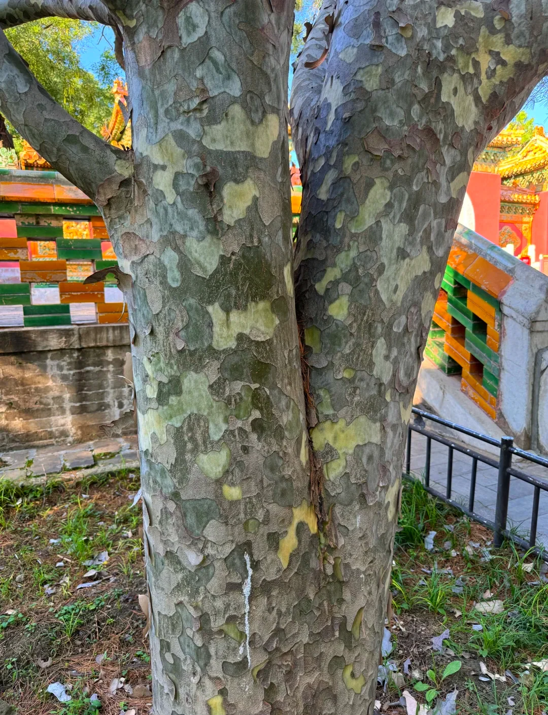 白皮脱落杜绝再生技巧