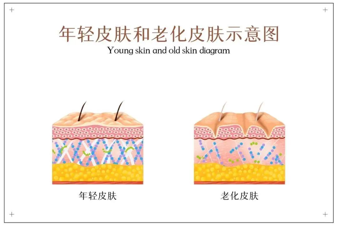 老皮代谢有序避免脱皮