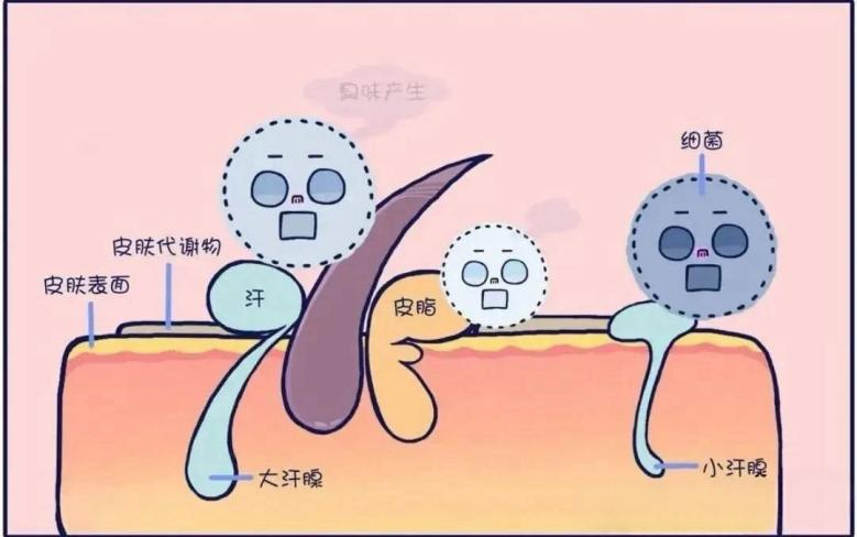 汗腺调理减少出汗脱皮
